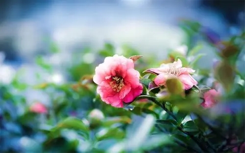 承德一手机靓号标价1.5万元 被称为炸弹号